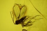 Two Large Fossil Ants (Formicidae) and a Fly (Diptera) in Baltic Amber #159759-2